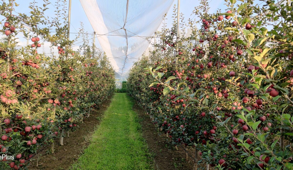 Trellis System